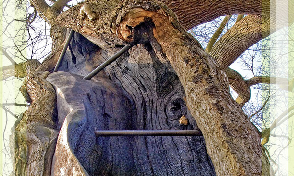 Sakman Service Berlin - Winterdienst, Baumdienst, Spielplatz- und Wegebau