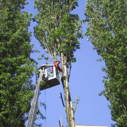 Sakman Service Berlin - Winterdienst, Baumdienst, Spielplatz- und Wegebau