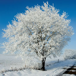 Sakman Service Berlin - Winterdienst, Baumdienst, Spielplatz- und Wegebau